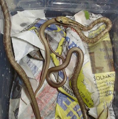 Just hatched C.helea babies