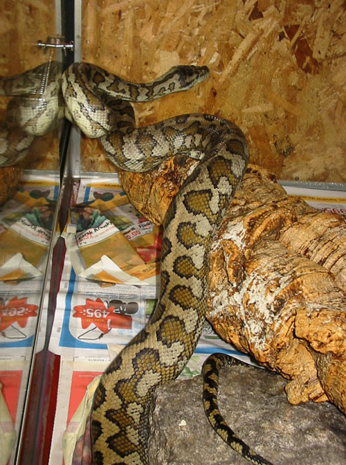 Our male carpet