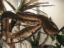 Our male ATB