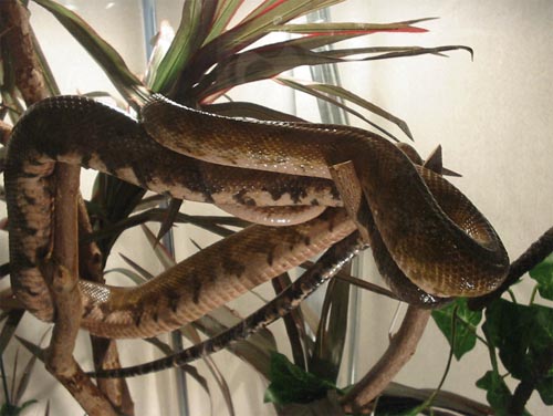Our male ATB