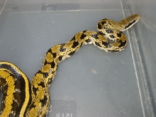 Our new male