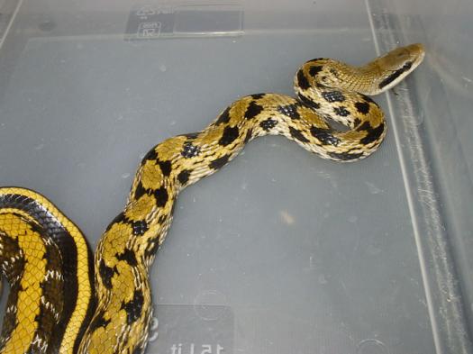 Our new male