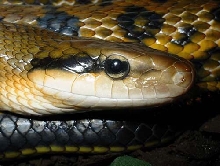 My female Taiwan Beauty Snake