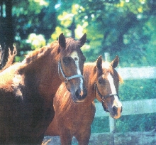 Sirena and Serenata together
