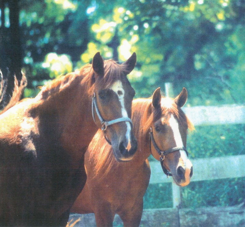 Sirena and Serenata together