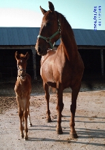 Colt  from our stallion Sueno