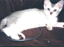 Velcro