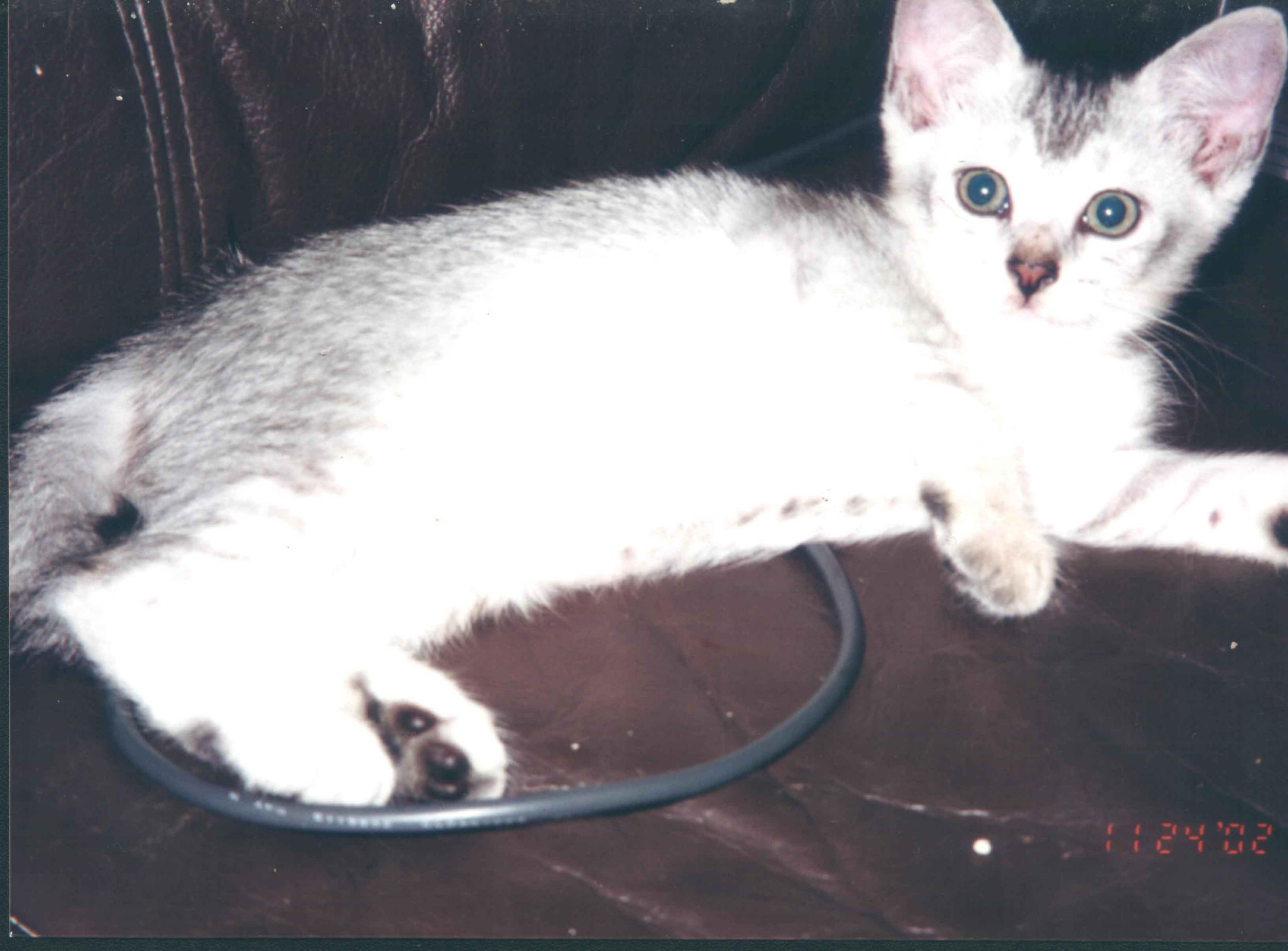 Velcro