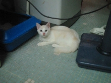 Barley