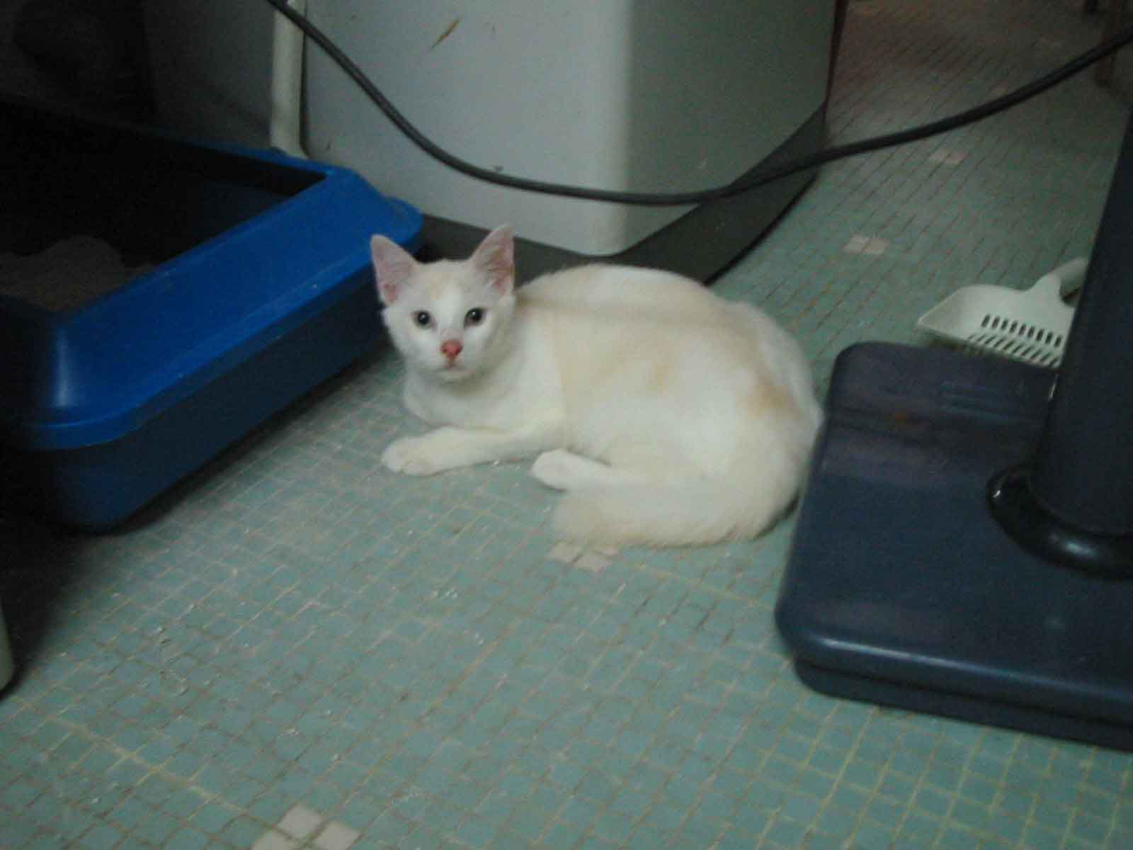 Barley