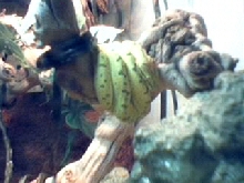 Chiquita GTP