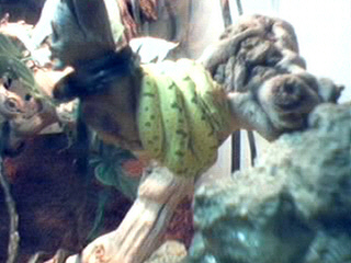 Chiquita GTP