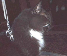 Walkssoftly's Stinky deep in thought