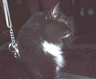 Walkssoftly's Stinky deep in thought