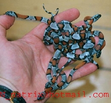 Lampropeltis alterna juveniles