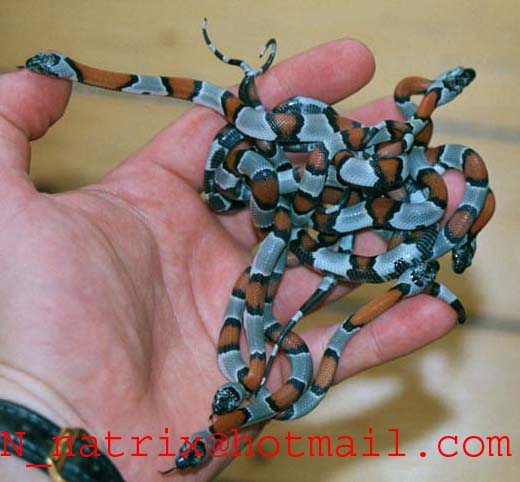 Lampropeltis alterna juveniles