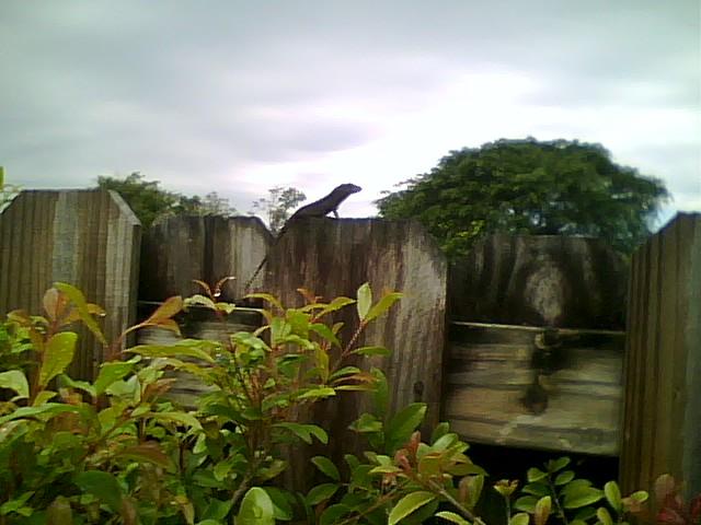 Big and old king of the back yard