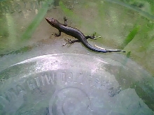 Baby 5 lined skink fell in empty container took pic before letting go