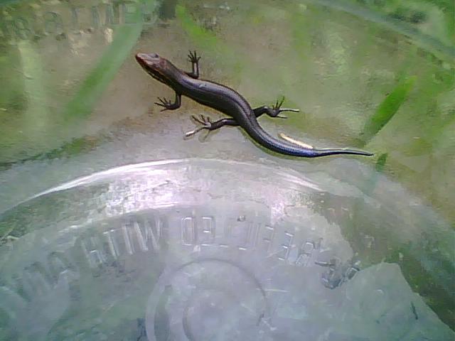 Baby 5 lined skink fell in empty container took pic before letting go