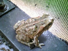 toad that likes to come into patio via ripped screen area