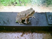 toad that likes to come into patio via ripped screen area