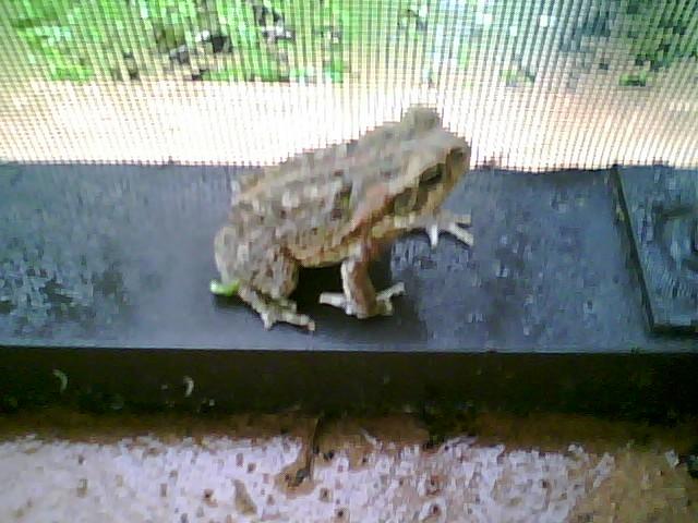 toad that likes to come into patio via ripped screen area
