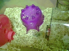 My f Dwarf