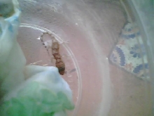 Gecko hatchling