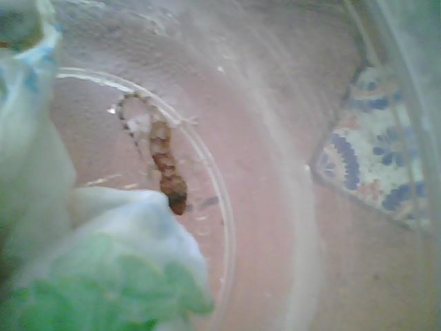 Gecko hatchling