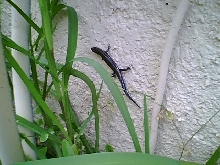 Who said skinks dont climb?