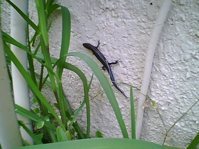 Who said skinks dont climb?