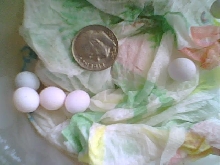 Eggs found in yard under beach umbrella