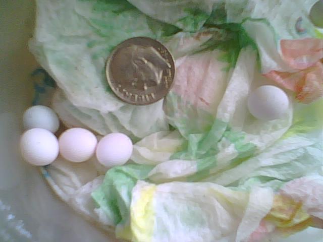 Eggs found in yard under beach umbrella