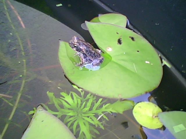 1 inch toad in my pond