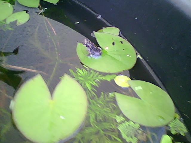 1 inch toad