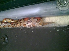 corn that often visits gazebo and hangs out
