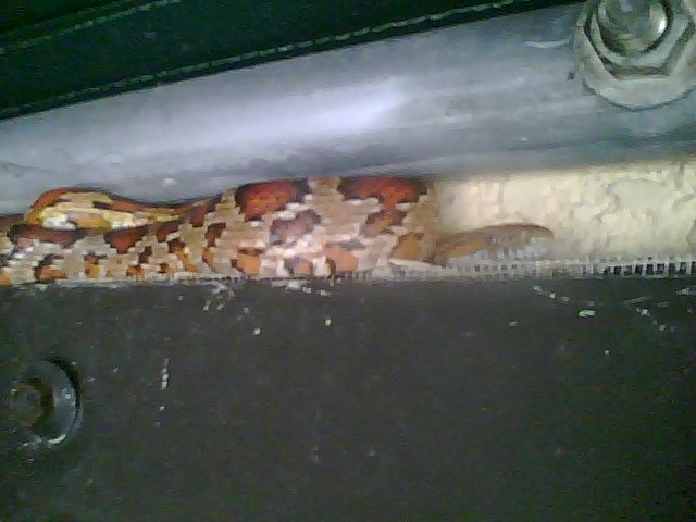 corn that often visits gazebo and hangs out