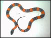 gray band