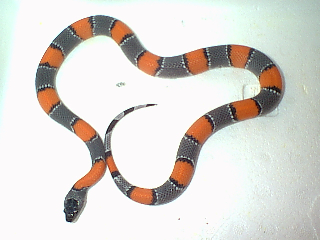 gray band