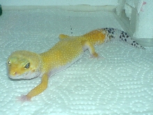 Tango