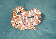 augshed5