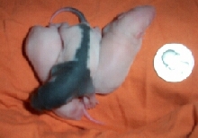 baby rats