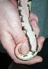 belly_1