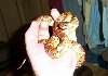 degeihand