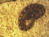 ball python