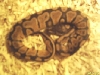 durga ball python