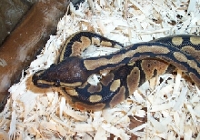 durgaclose