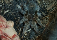 molt