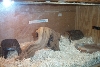 enclosure