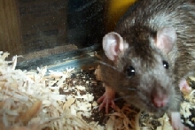 piper the rat